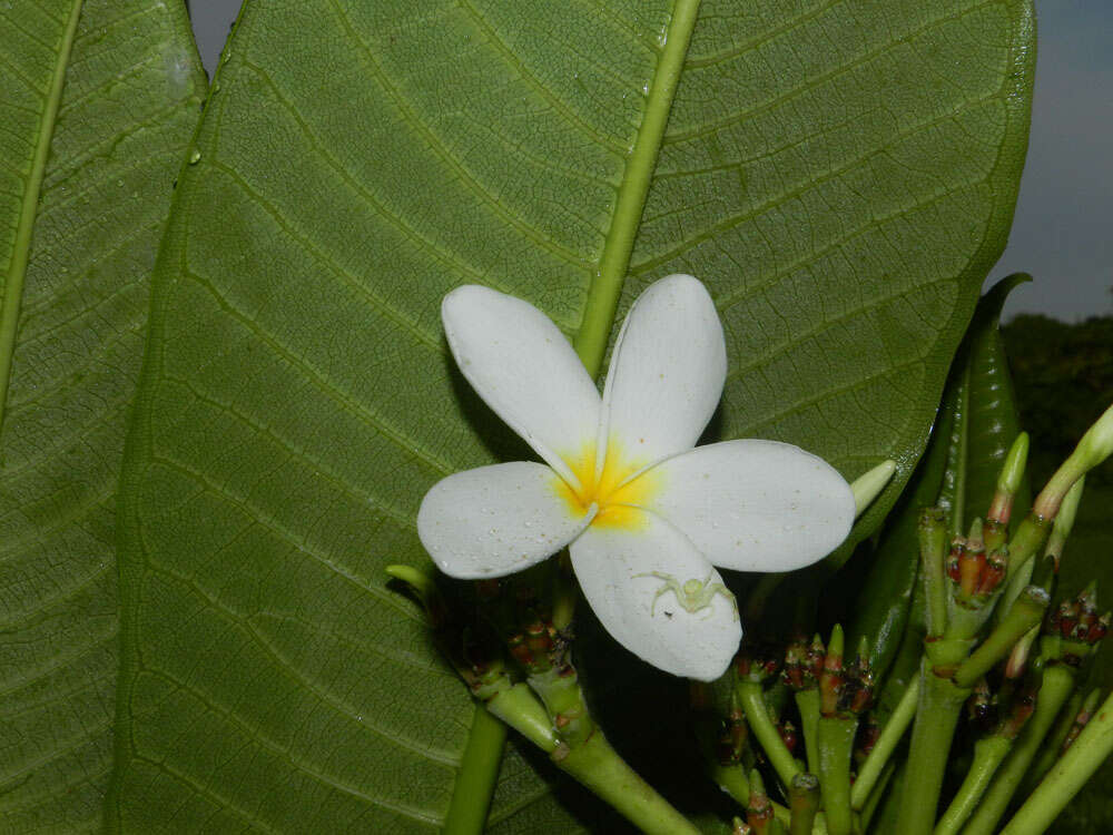 Image de Plumeria rubra L.