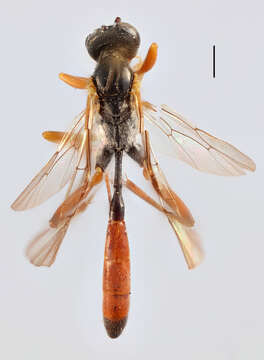 Image of Hadrodactylus