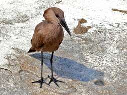 Image of hamerkop