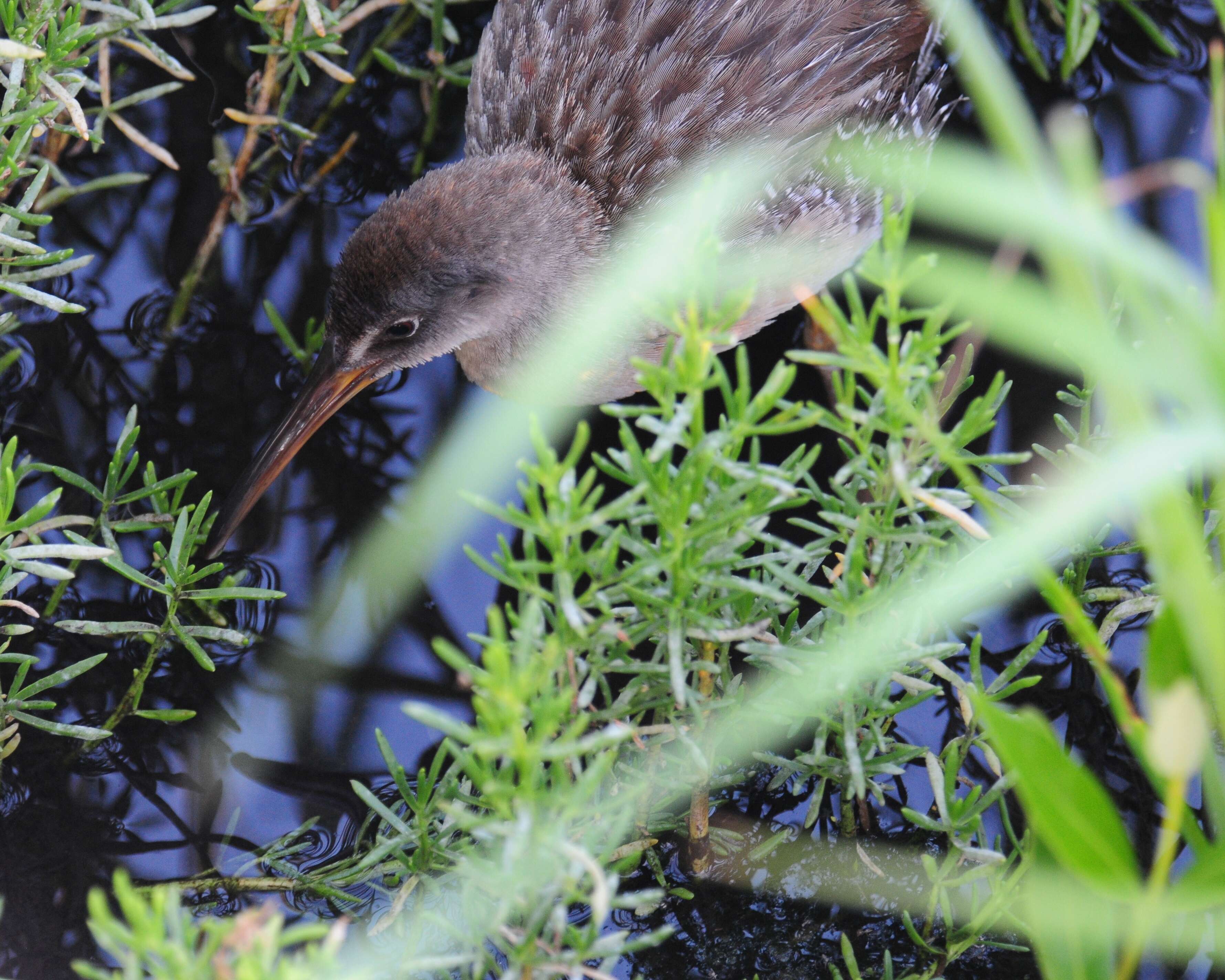 Image of Mangrove Rail