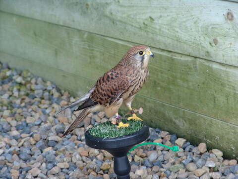 Image of kestrel, common kestrel