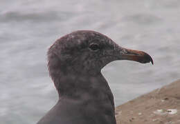 Image of Larus Linnaeus 1758