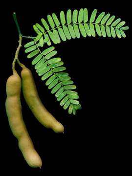 Image of tamarind