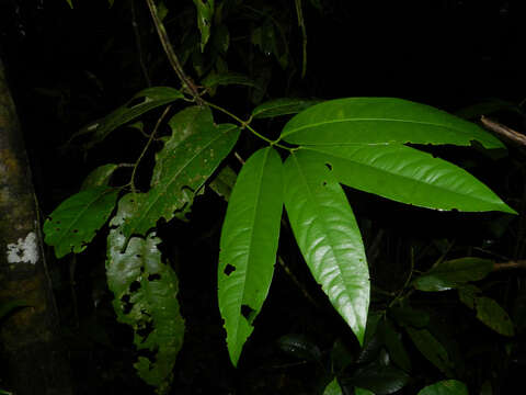 Salacia multiflora (Lam.) DC. resmi