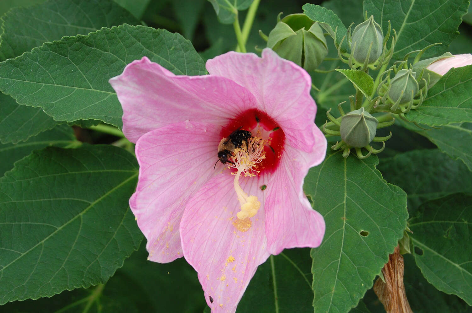 Image of crimsoneyed rosemallow