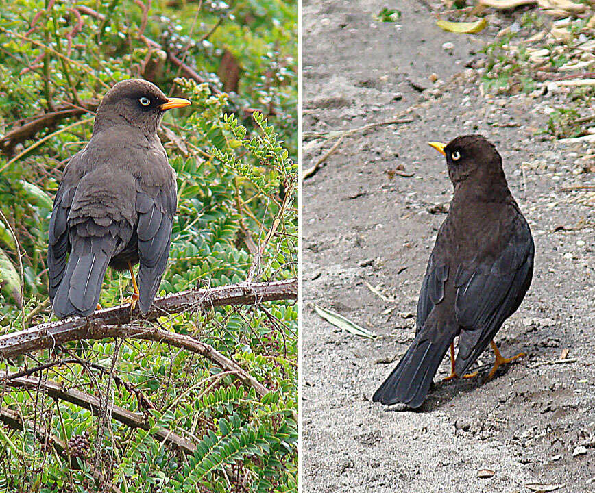 Image of Sooty Robin