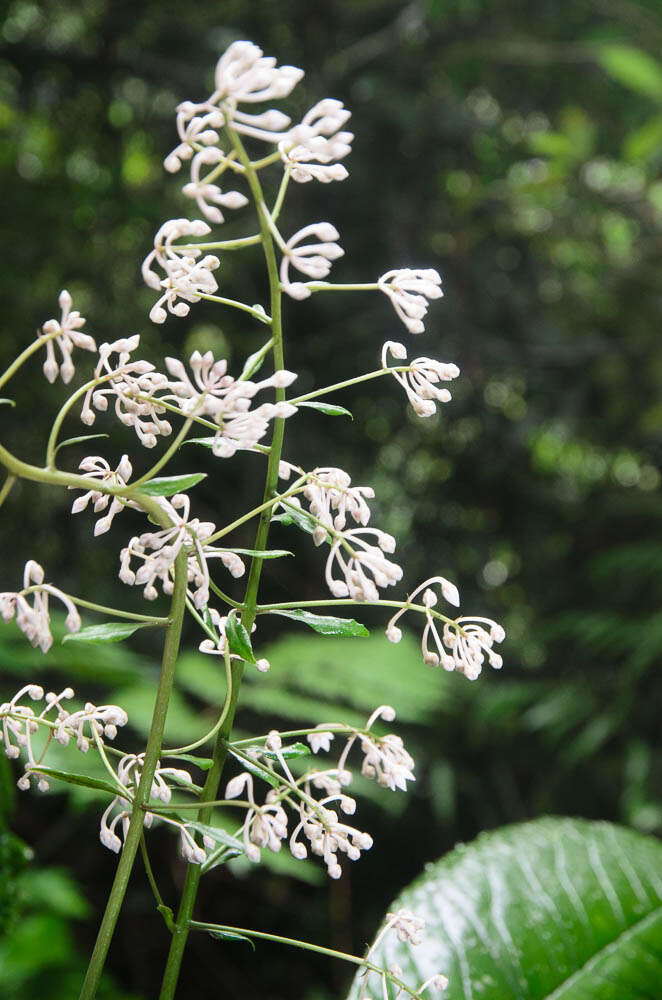 Ardisia gigantifolia Stapf的圖片