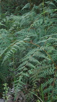 Imagem de Pteridium