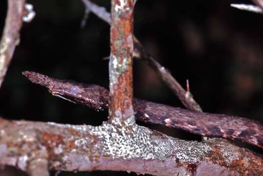 Image of Southern Leafnose Snake