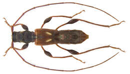 Image of Molorchus (Caenoptera) minor (Linné 1758)