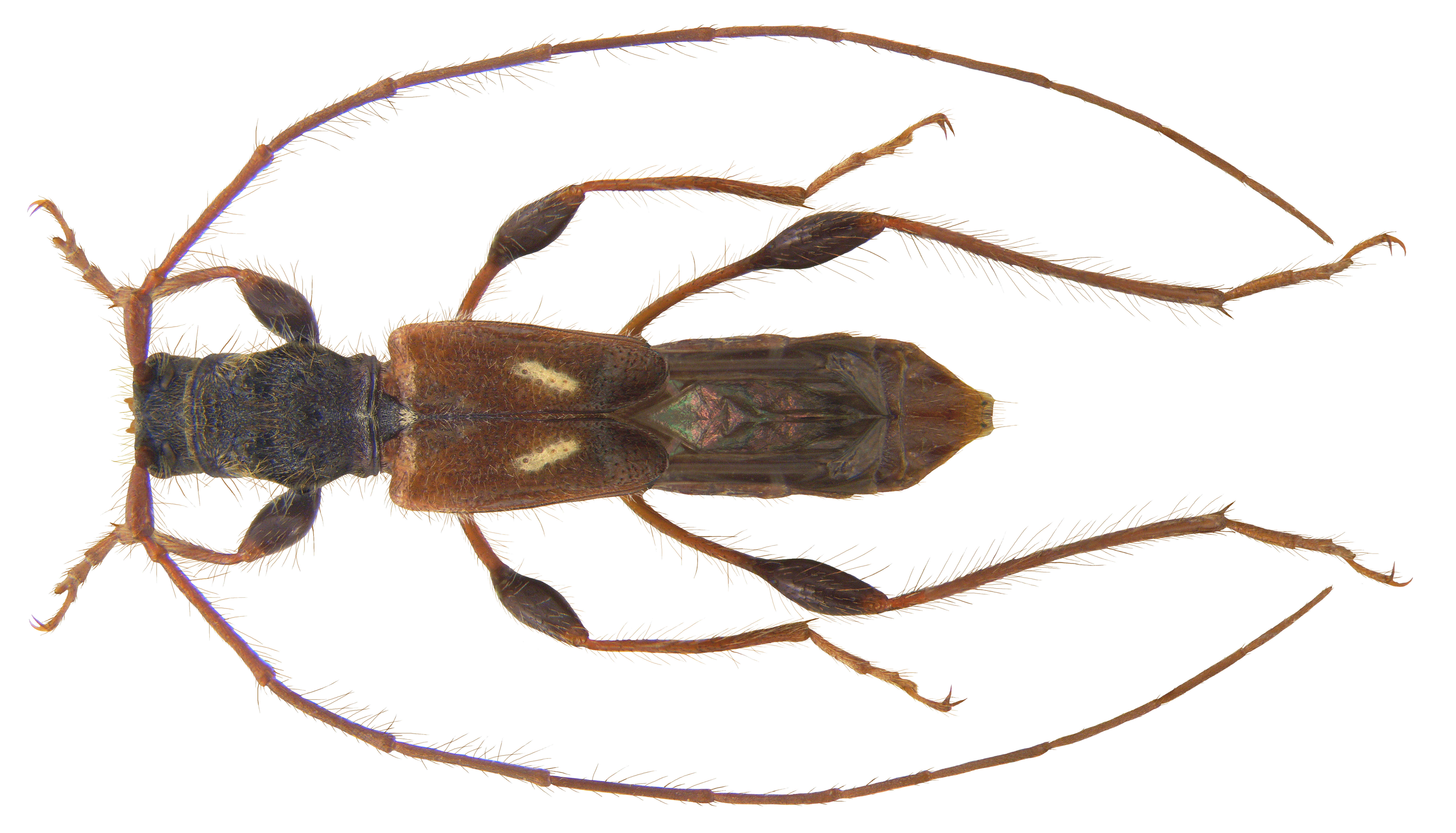 Image of Molorchus (Caenoptera) minor (Linné 1758)