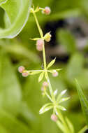 Image of bedstraw