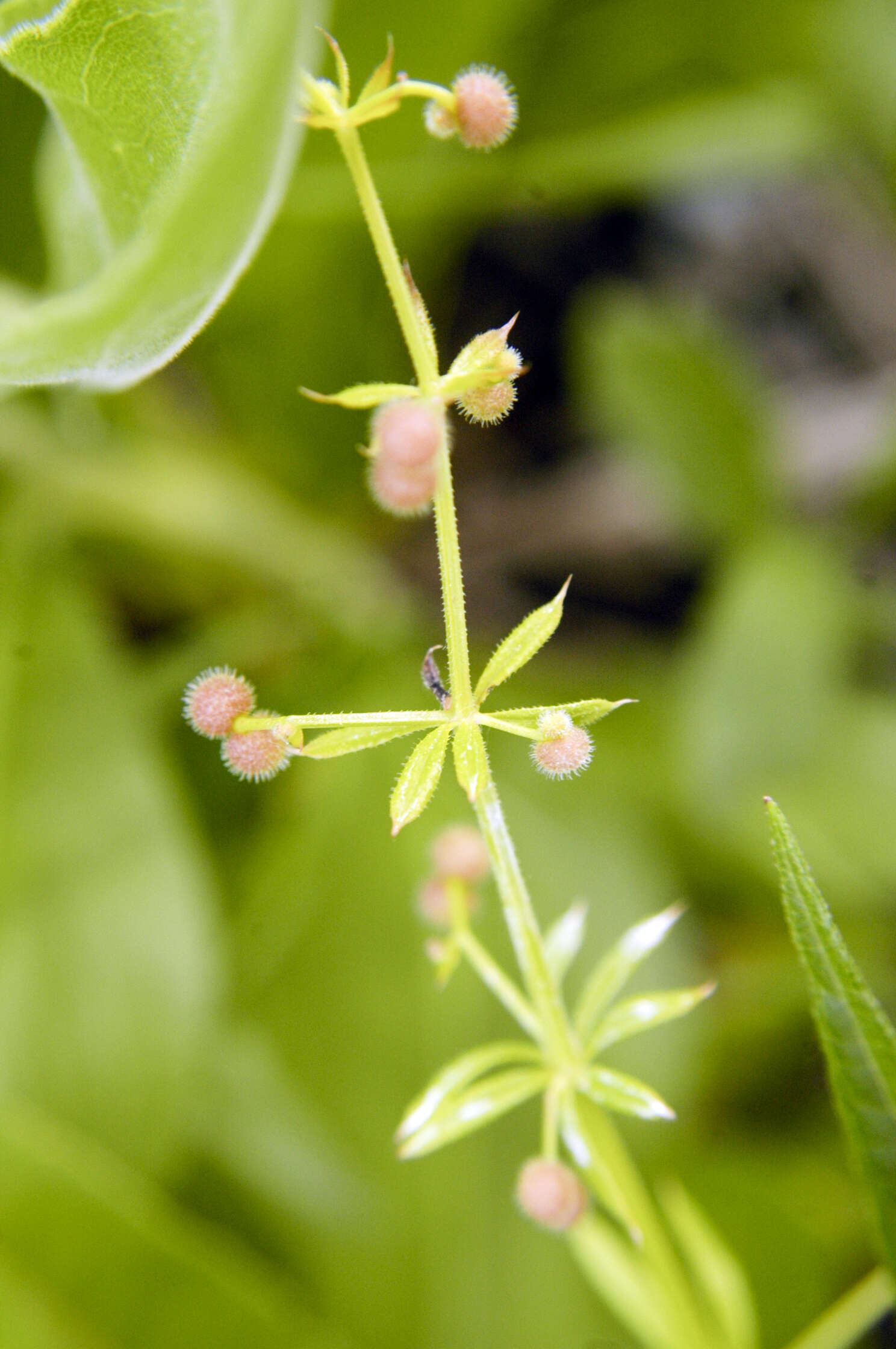 Plancia ëd Galium