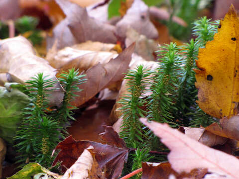 Image of clubmoss