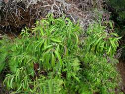 Image of Lanai Sandalwood