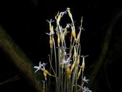 Image of ghostplant