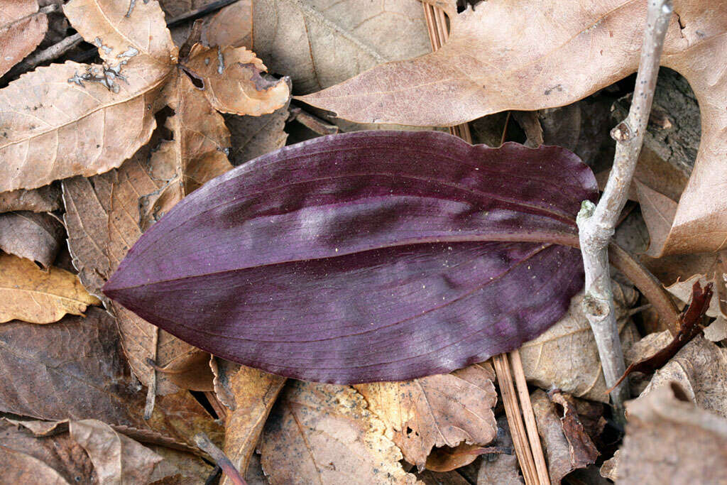 Image of tipularia