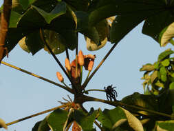 Image of Yagrumo Hembra, Trumpet-Tree