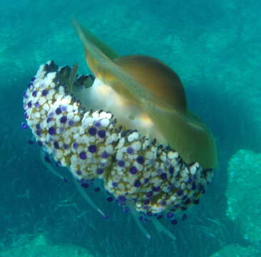 Image of Cotylorhiza Agassiz 1862