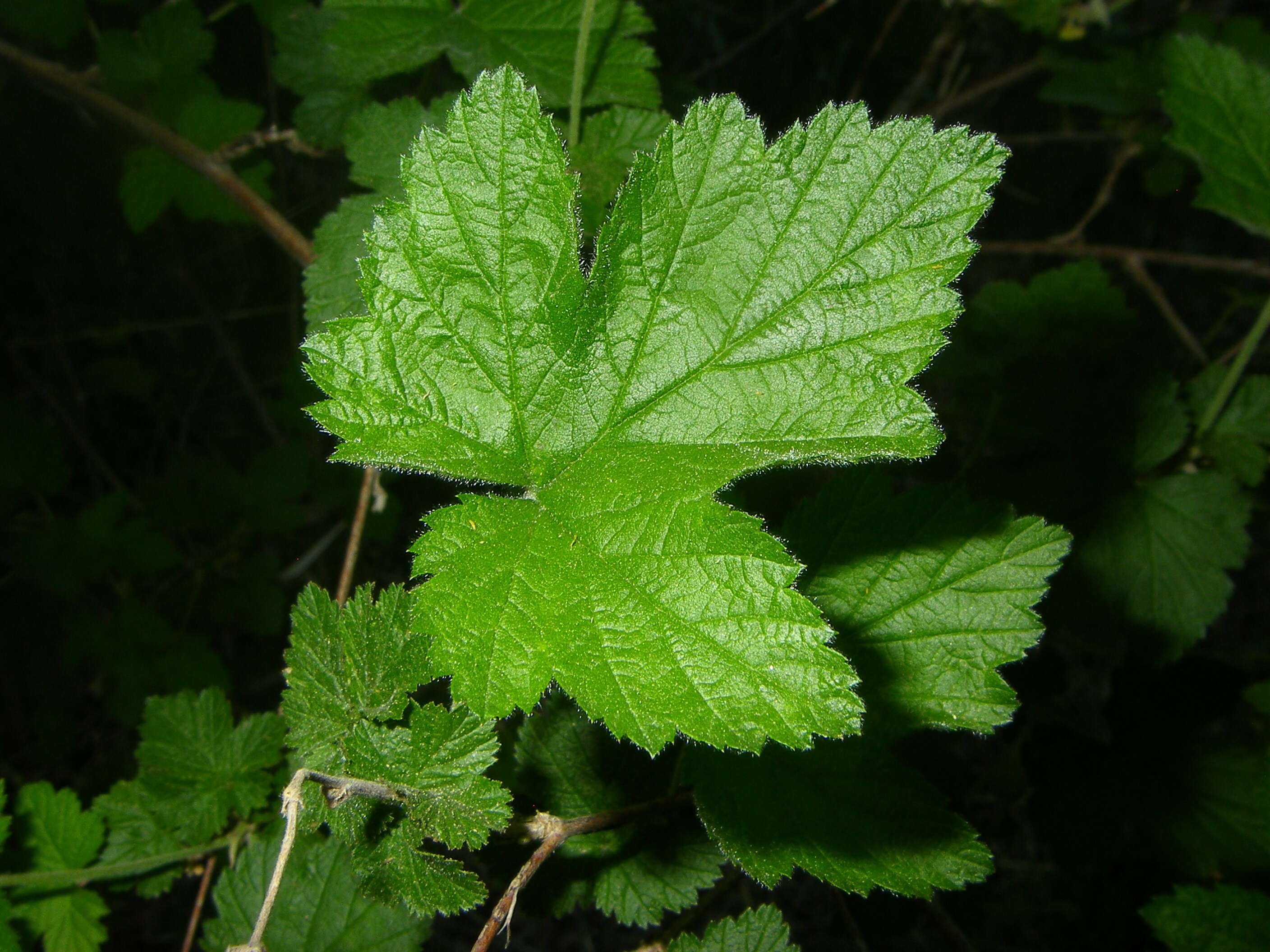 Image de Rubus neomexicanus A. Gray