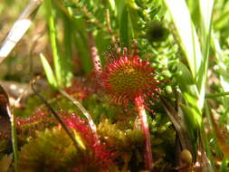 Image of Sundews