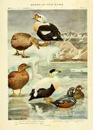 Image of Eider