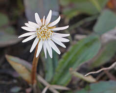 Image of woolly sunbonnets