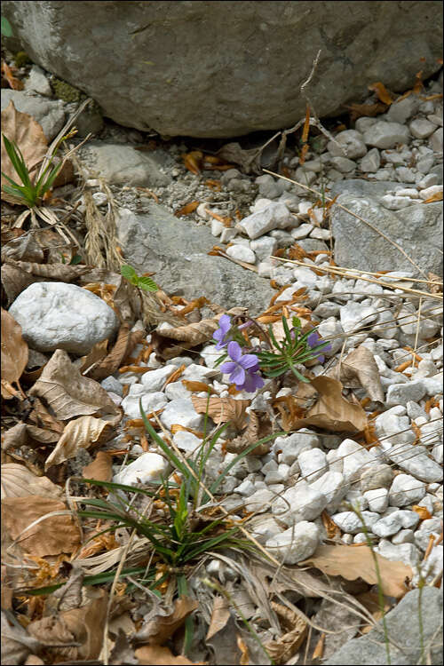 Image of Viola pinnata L.