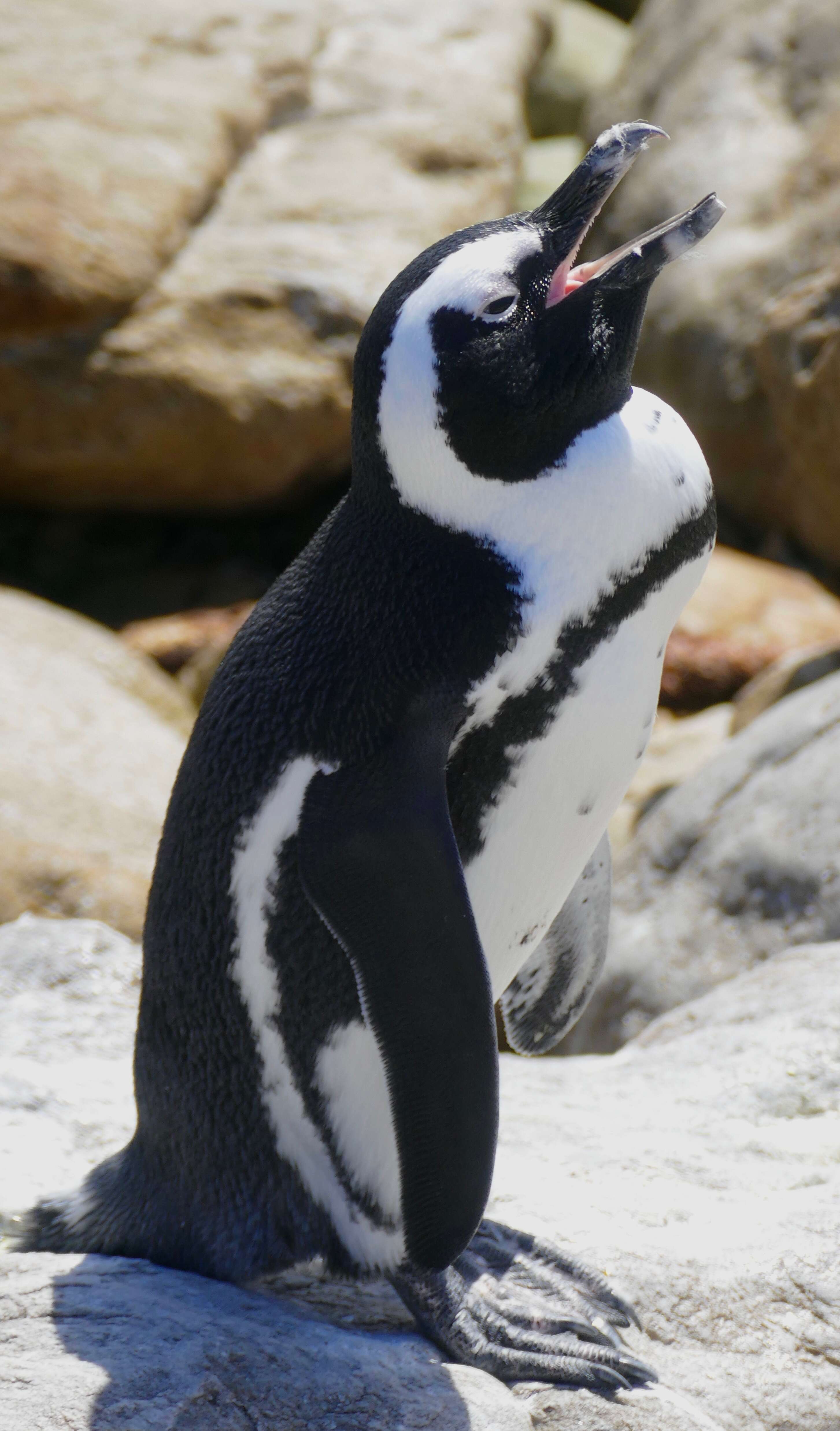 Image of African Penguin