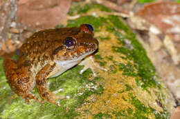 Image of Limnonectes conspicillatus (Günther 1872)