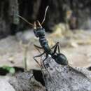 Image of Jack jumper ant