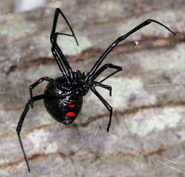 Latrodectus variolus Walckenaer 1837的圖片