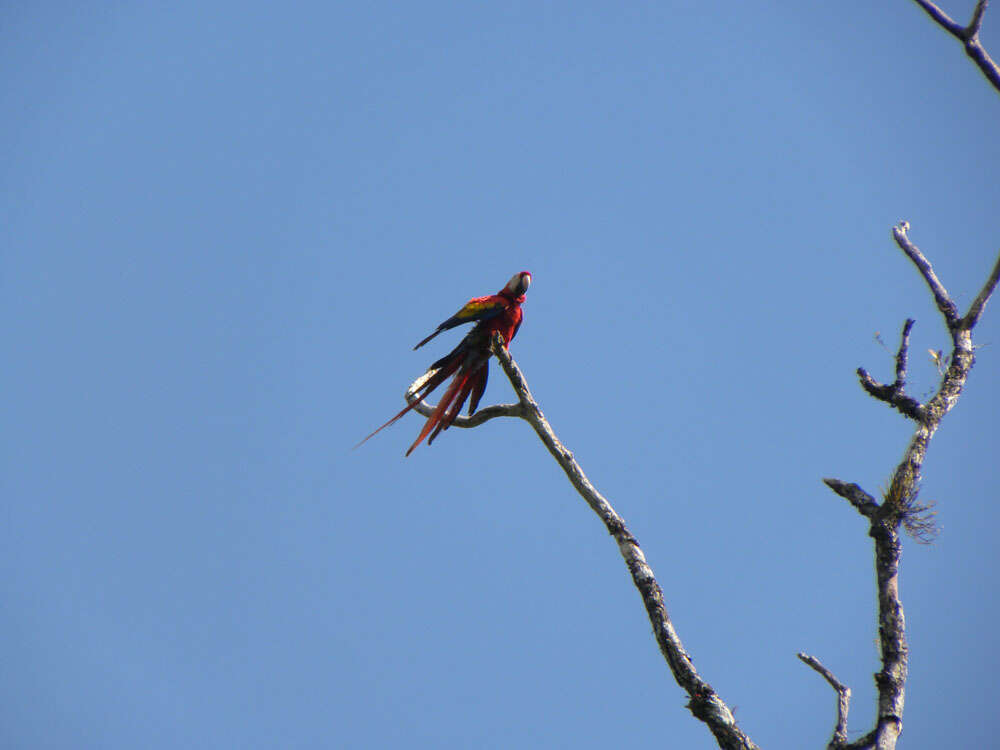 Imagem de Lecythis mesophylla S. A. Mori