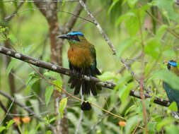 Motmot resmi