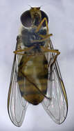 Image of Episyrphus