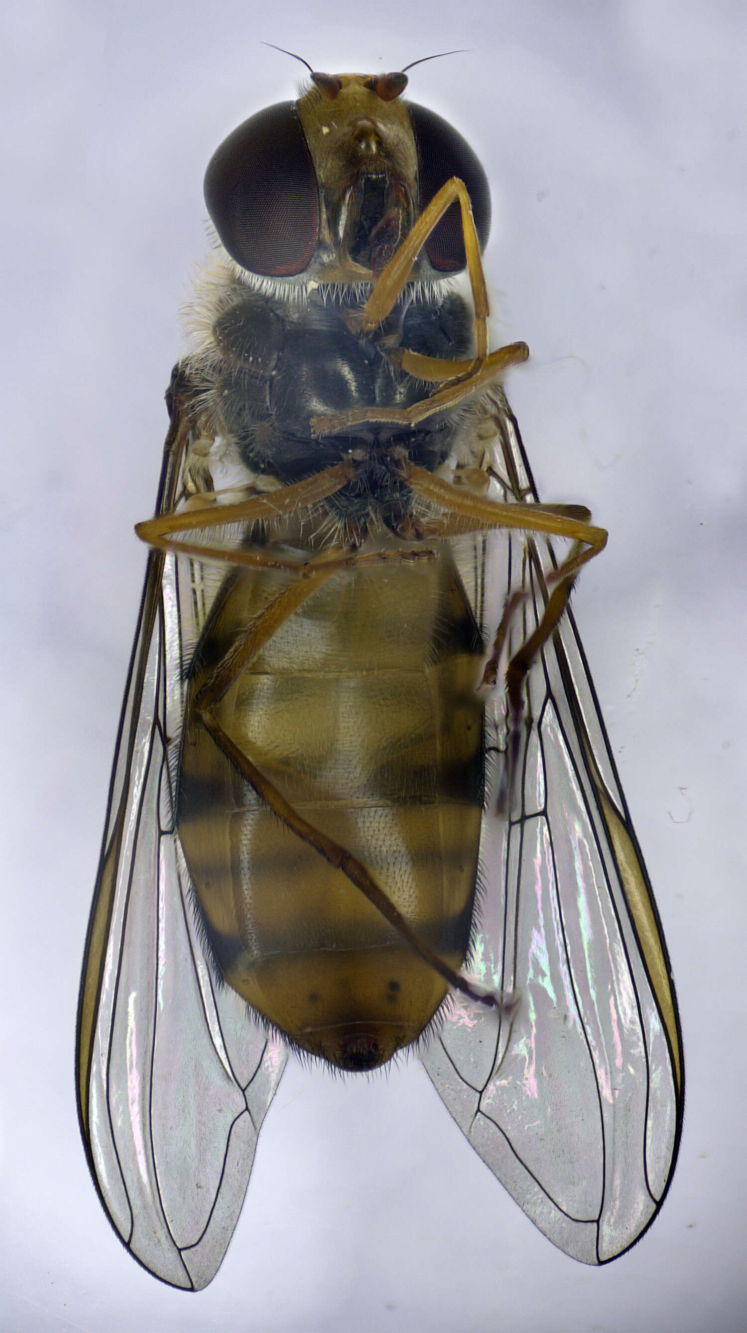 Image of Marmalade hoverfly