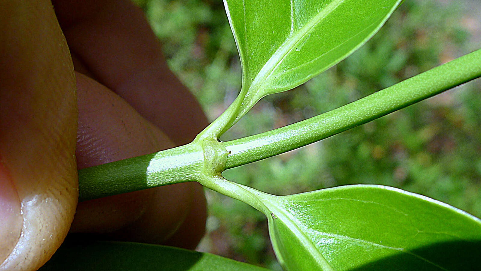 Image of West Indian milkberry