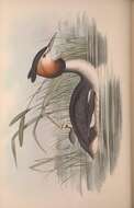 صورة Podiceps cristatus australis Gould 1844