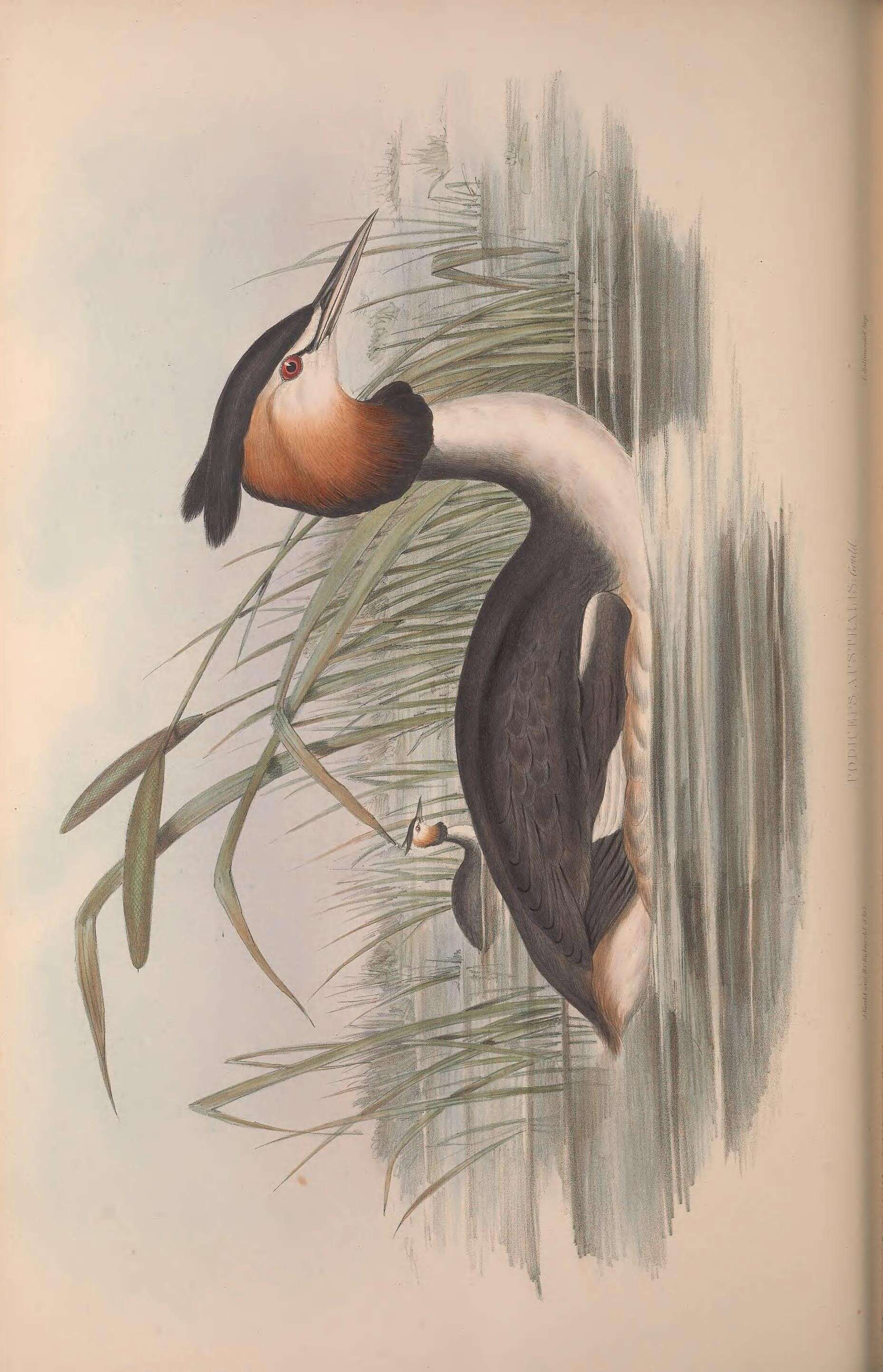 Podiceps cristatus australis Gould 1844 resmi