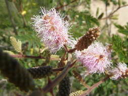 Image of velvetpod mimosa