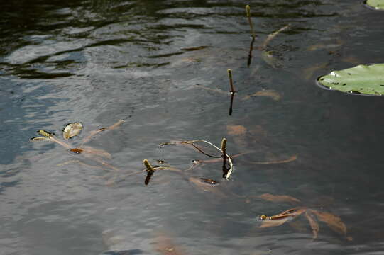 Image of alpine pondweed