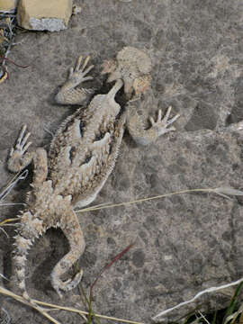 Image of horned lizard