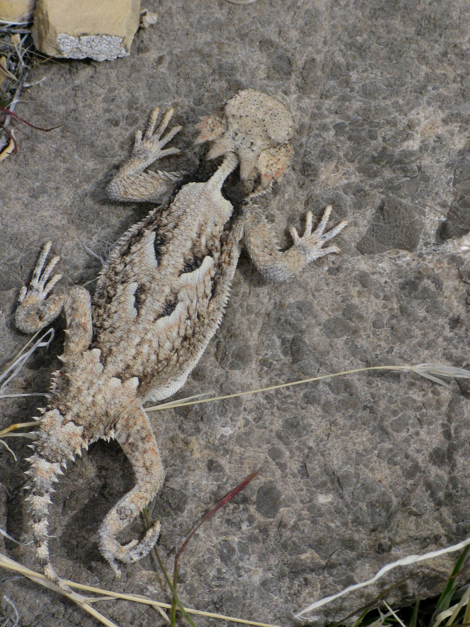 Image of horned lizard