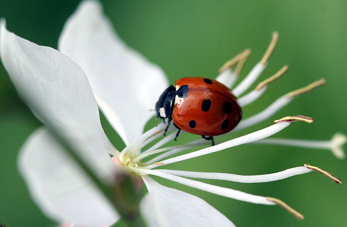 Image of lady beetles