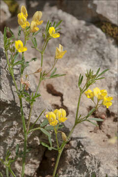 Image of Medicago prostrata Jacq.