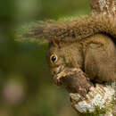 Image of Guianan Squirrel