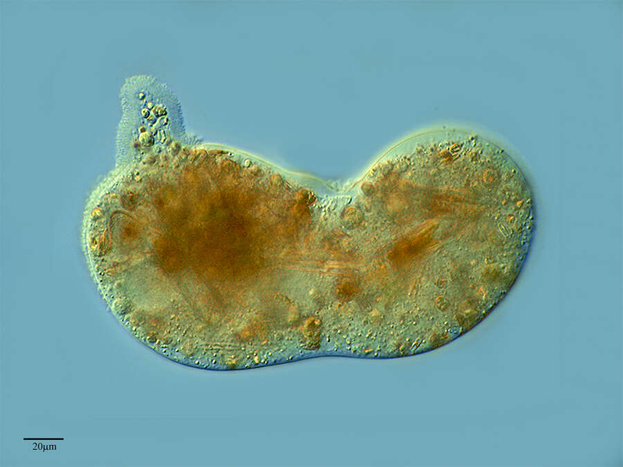 Image of Pelomyxa