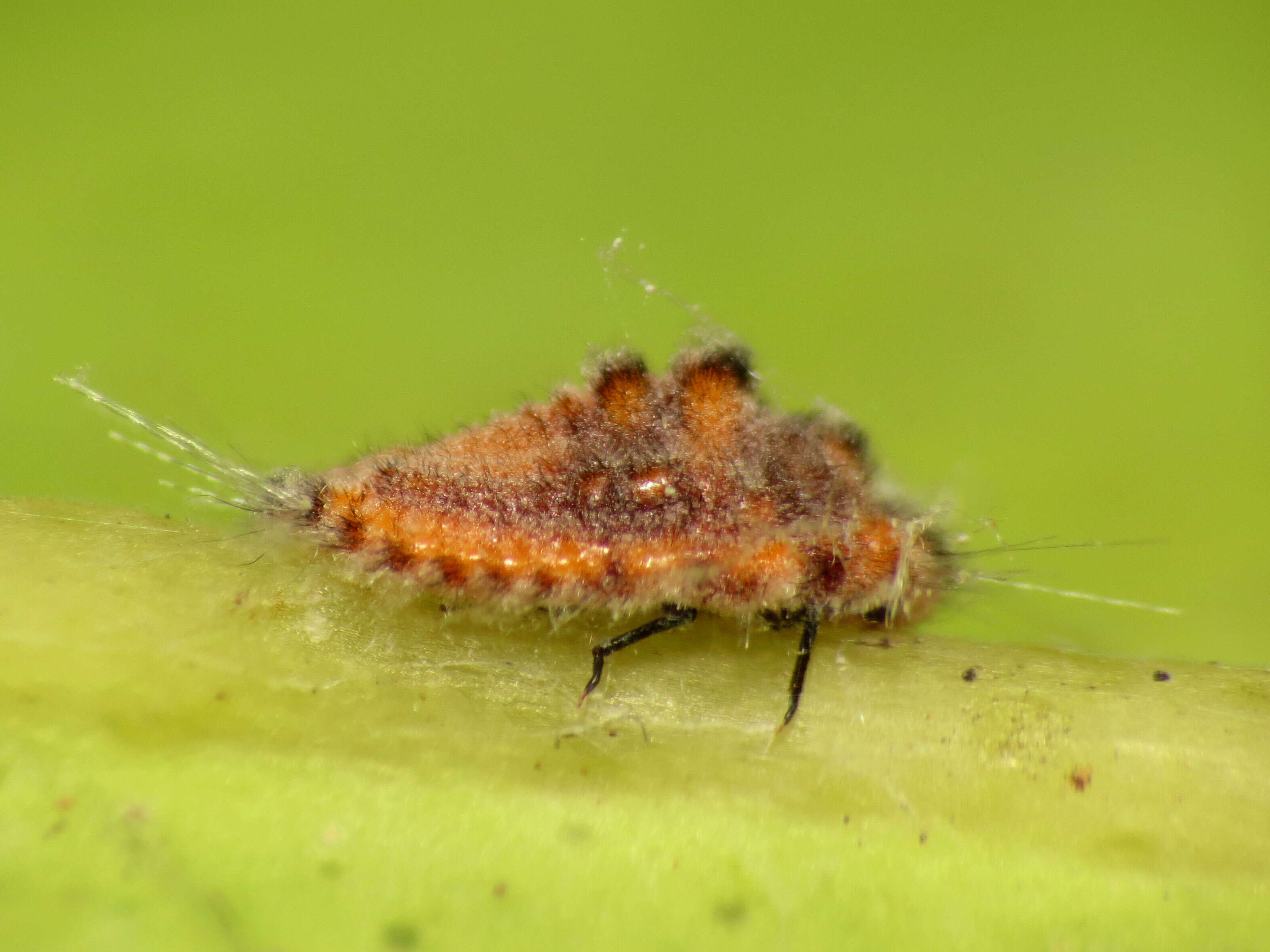 Image of giant scale insects