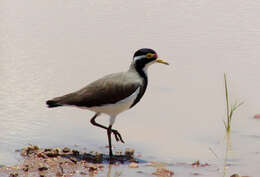 Image of Banded Lapwing