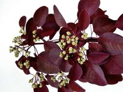 Image of Mexican shrubby spurge